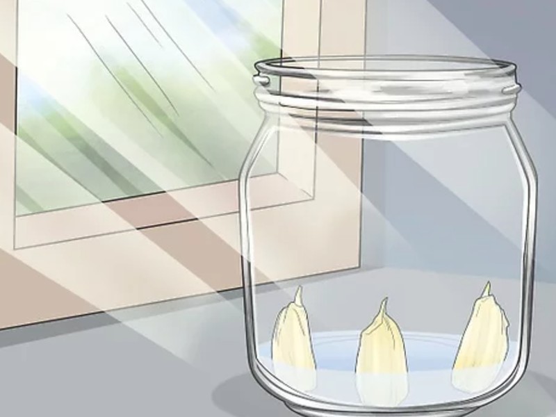 growing garlic sprouts in water indoors