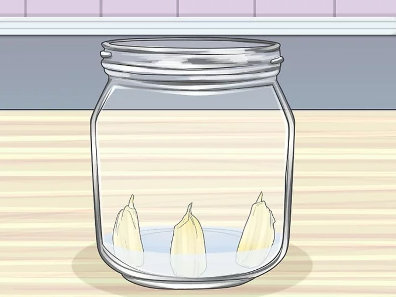growing garlic sprouts in water