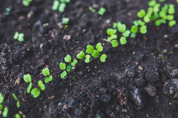 growing arugula indoors