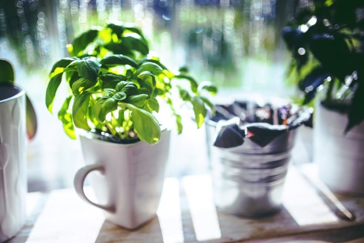 growing basil indoors