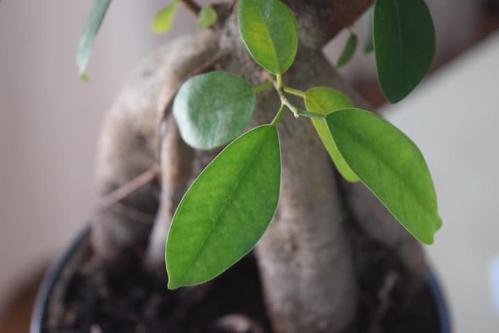 growing bonsai tree