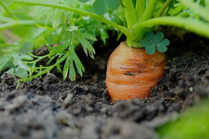 growing carrots indoors
