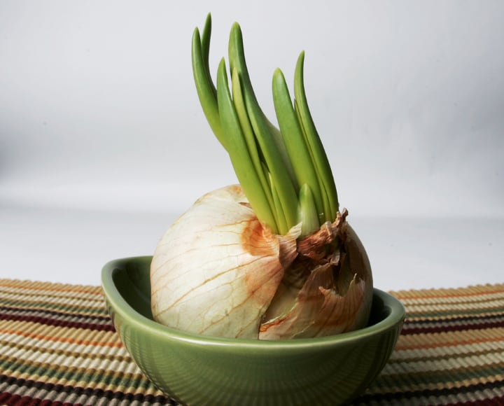 growing garlic indoors