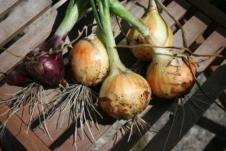 growing green onions from bulbs