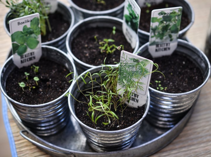 Growing Herbs and Vegetables Indoors