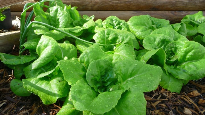 growing lettuce indoors now