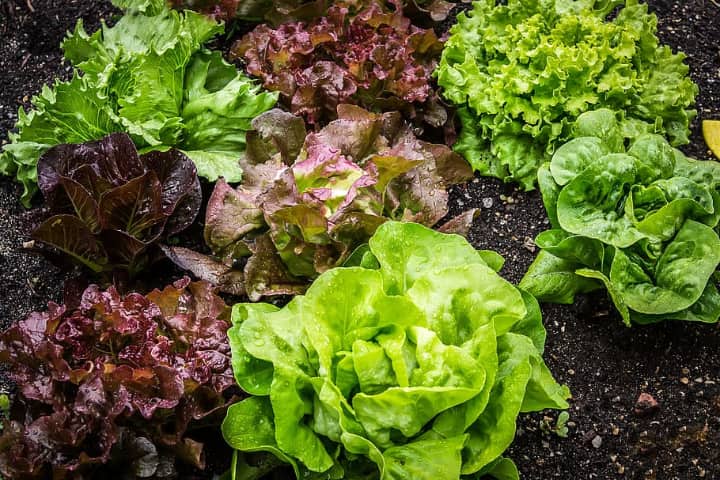 Growing Lettuce Indoors