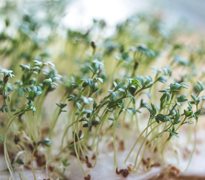 Growing Microgreens Indoors