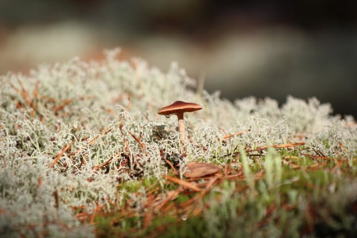 growing mushrooms indoors