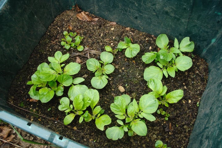 growing potatoes indoors in contianer