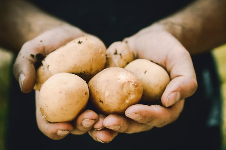 Growing Potatoes Indoors