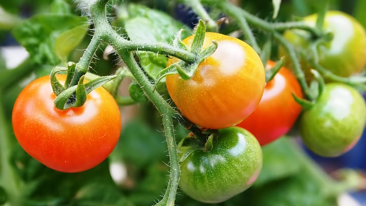 Growing Tomatoes Indoors