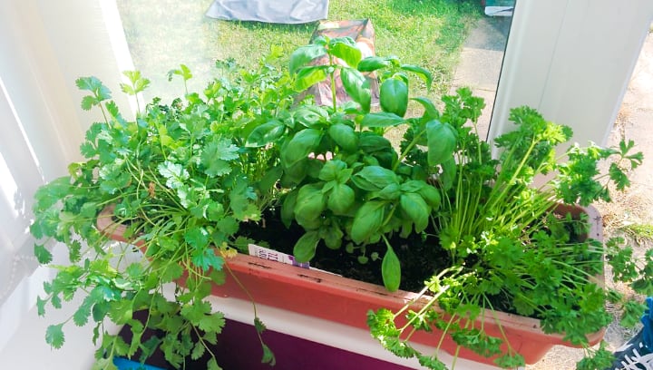 growing vegetables indoors
