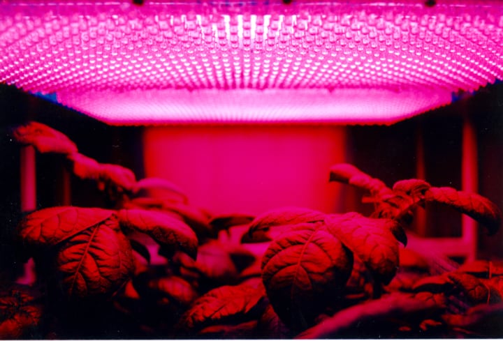 growing vegetables indoors with lights