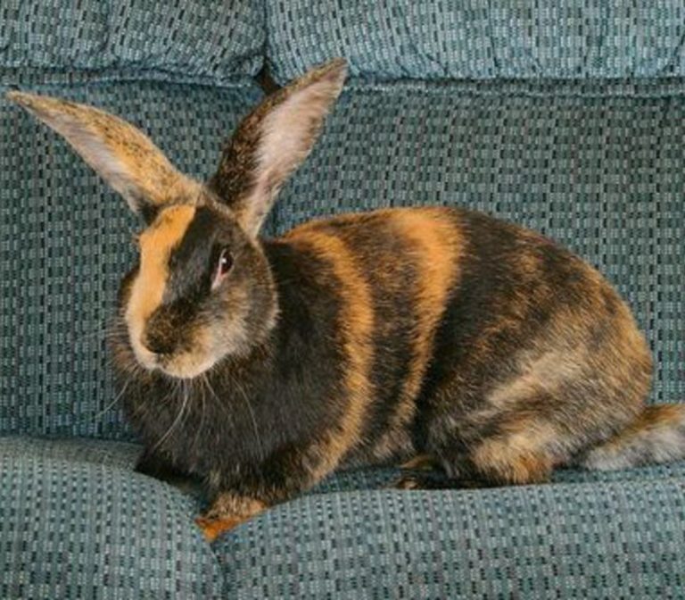 11 Rabbit Breeds that will your best Pet Companion