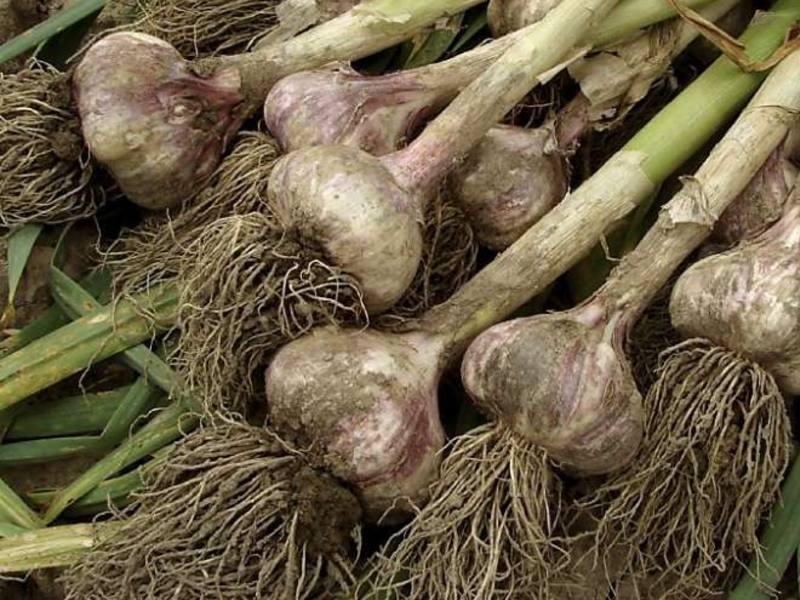 harvesting garlic plants