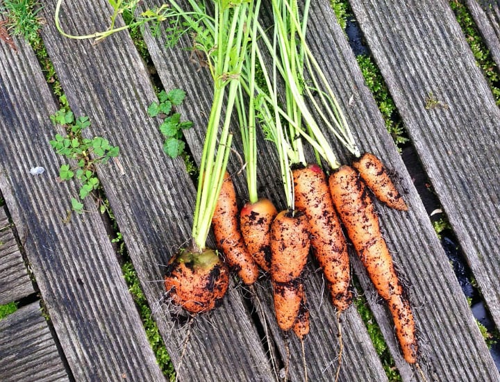 harvesting vegetables grown indoors