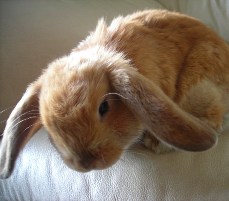 holland-lop-rabbit