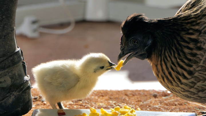 homemade chicken feed