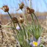 how long do anemone flowers last