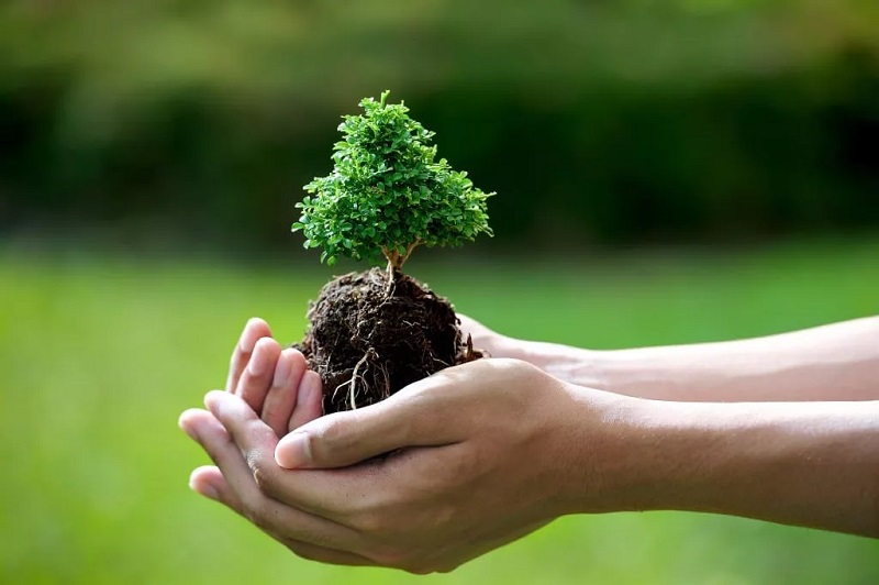 how to grow a bonsai from cutting