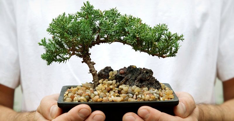 how to care for a bonsai tree