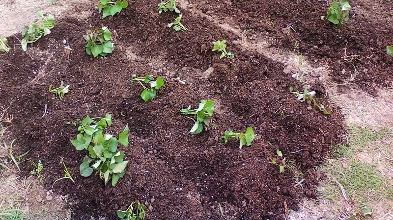how to grow sweet potato plants