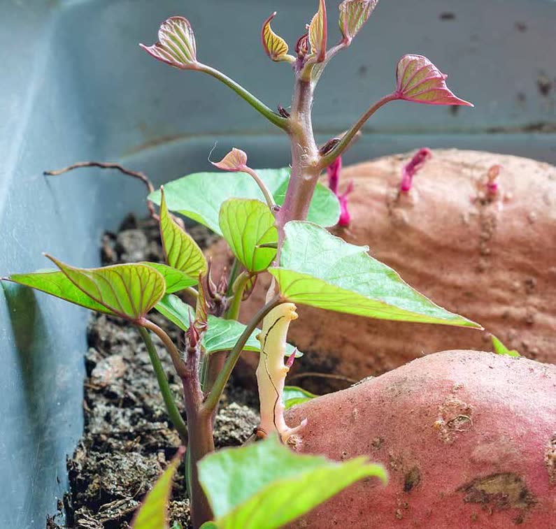 how to grow sweet potato plants