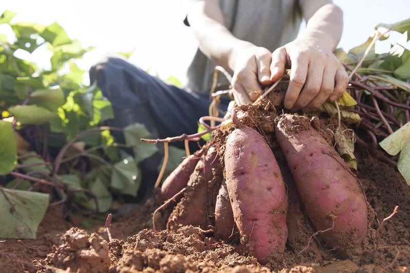 how to harvest sweet potatoes