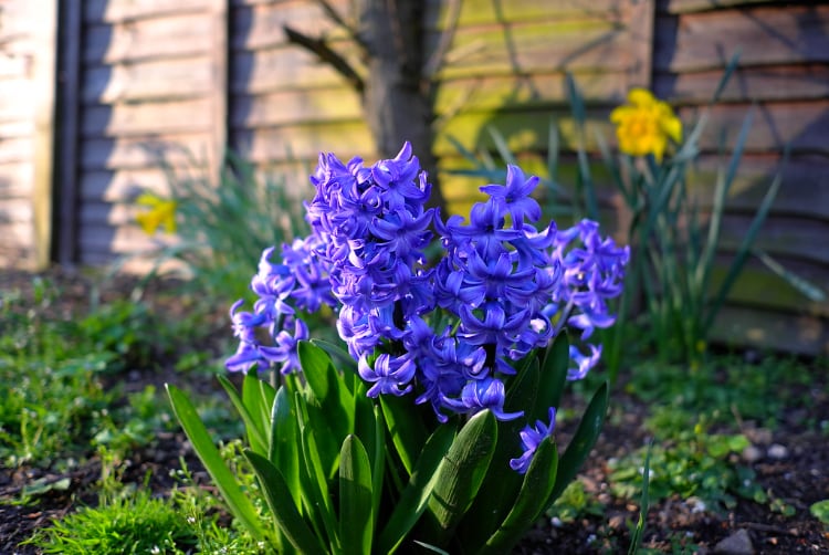 Hyacinths are House Plants Toxic to Cats