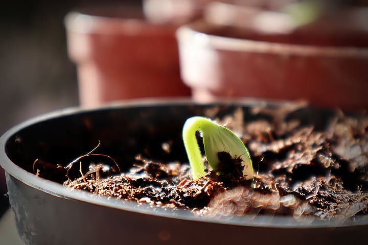 indoor growing soil medium