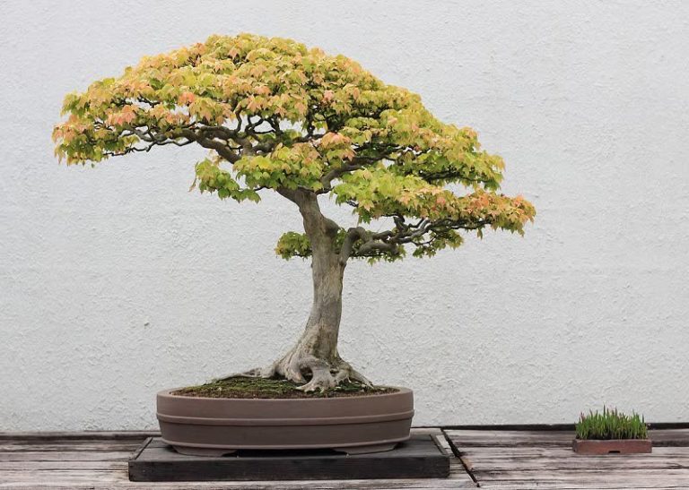 Bonsai Tree Complete Guide How to Grow and Care for Bonsais