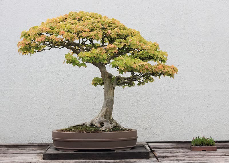 japanese maple bonsai