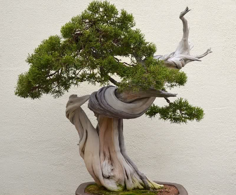 juniper bonsai tree