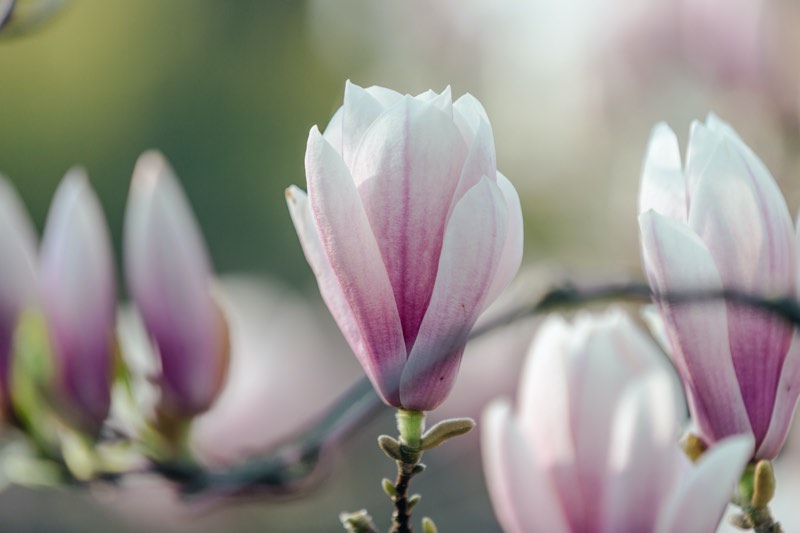 magnolia tree in bloom