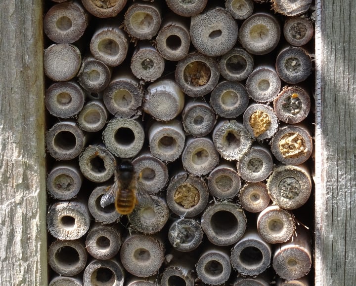 mason bee house