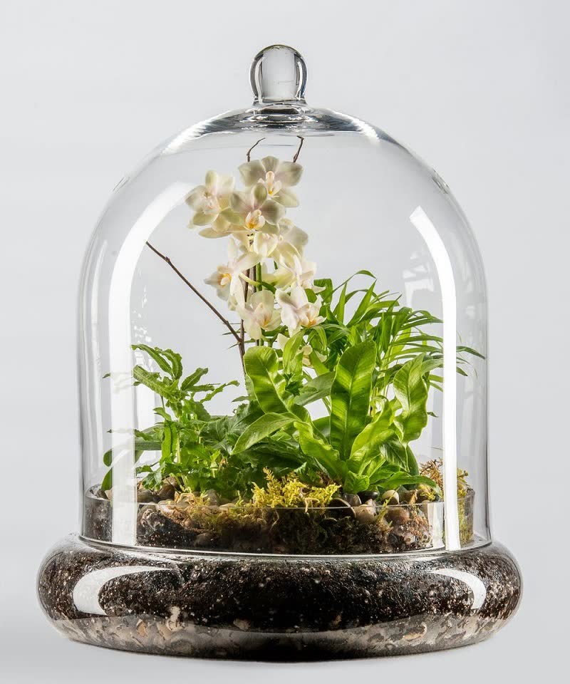 Terrarium Plants: 20 Types Of Miniature Plants For Terrarium (Open