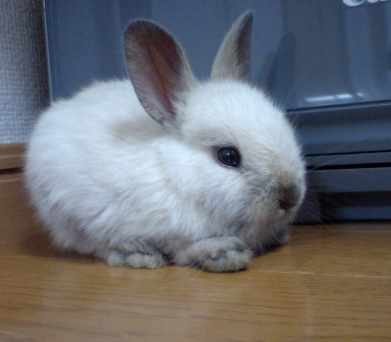 netherland-dwarf-rabbits