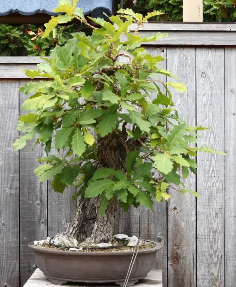 oak bonsai tree