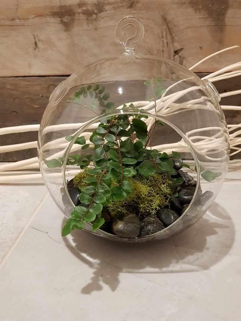 open terrarium Button Ferns