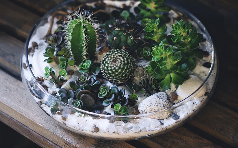 open terrarium cacti