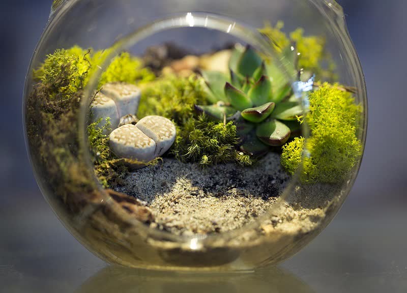 Terrarium Plants: 20 Types Of Miniature Plants For Terrarium (Open