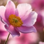 pink anemone flower