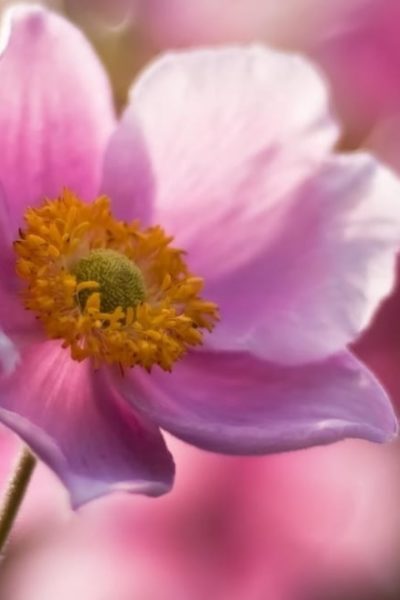 pink anemone flower