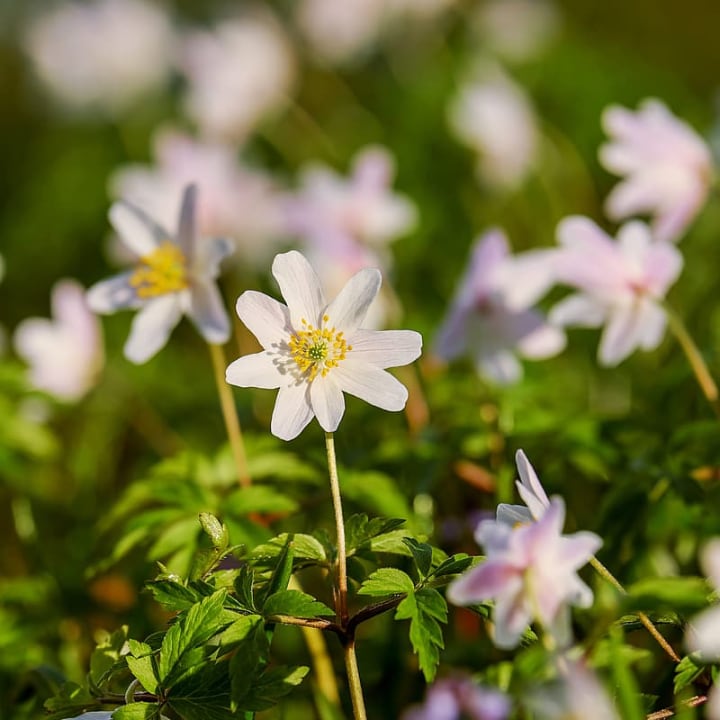 pink anemone flowers in full sunshine