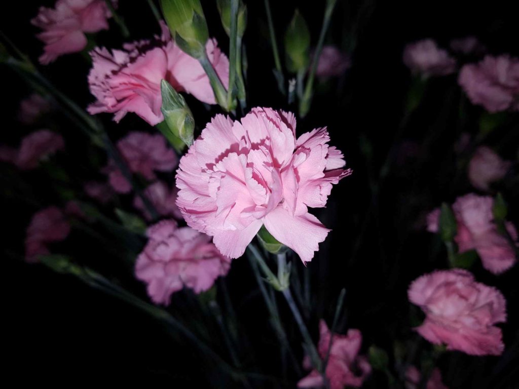 pink carnation