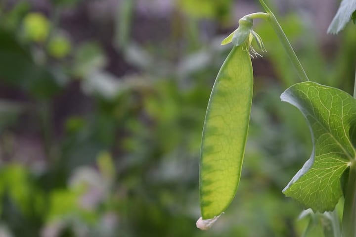 planting cover crops like legumes