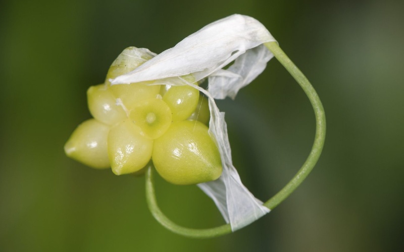 planting garlic bulbils