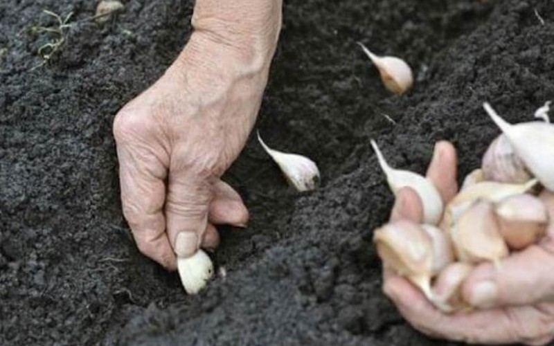 planting garlic cloves