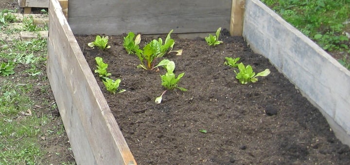 planting on raised garden bed